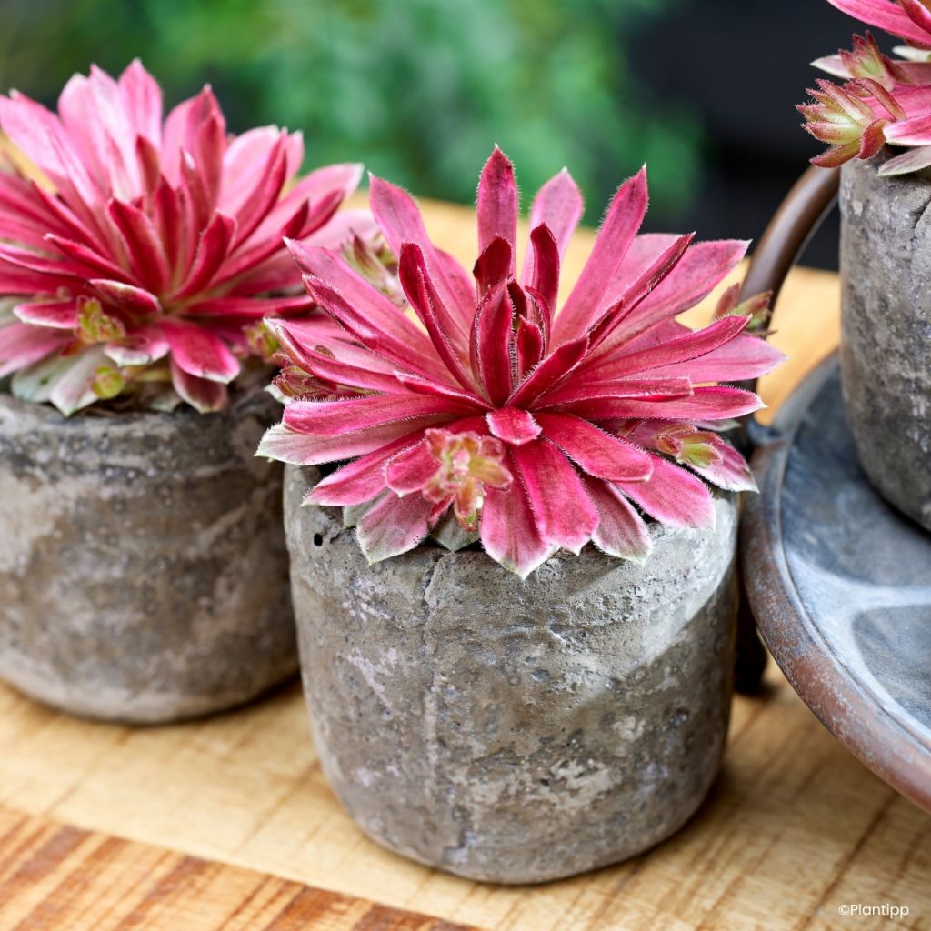 Mehitähti Lotus Blossom
