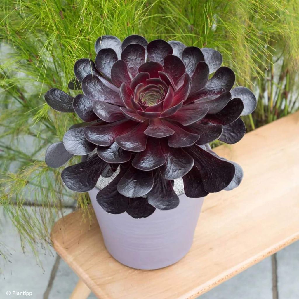 X Semponium Sempervivum x Aeonium Destiny