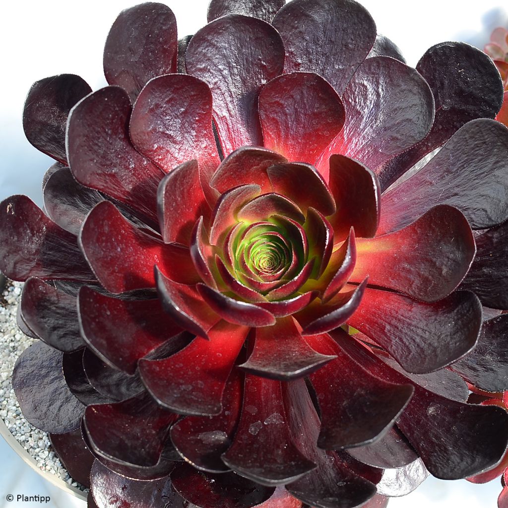 X Semponium Sempervivum x Aeonium Destiny