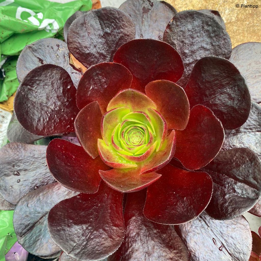 X Semponium Sempervivum x Aeonium Destiny