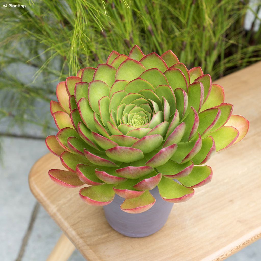 X Semponium Sempervivum x Aeonium Diamond