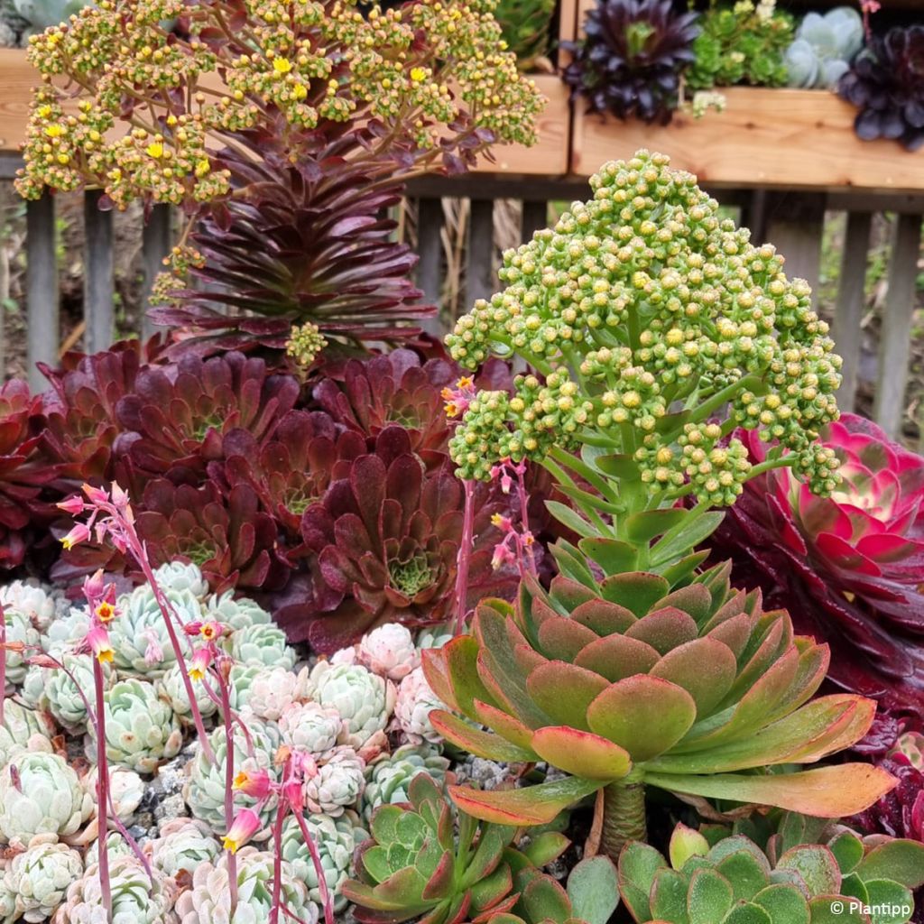 X Semponium Sempervivum x Aeonium Diamond