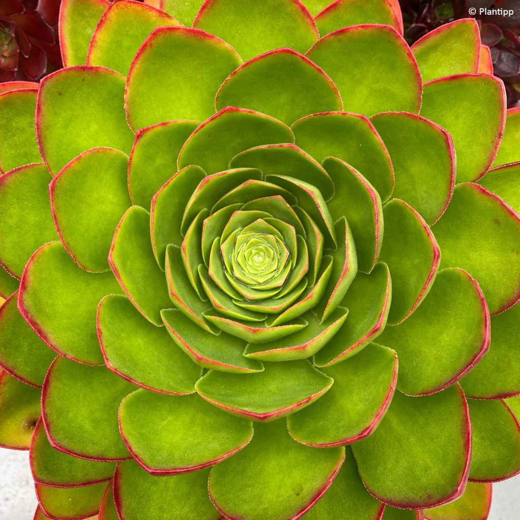 X Semponium Sempervivum x Aeonium Diamond