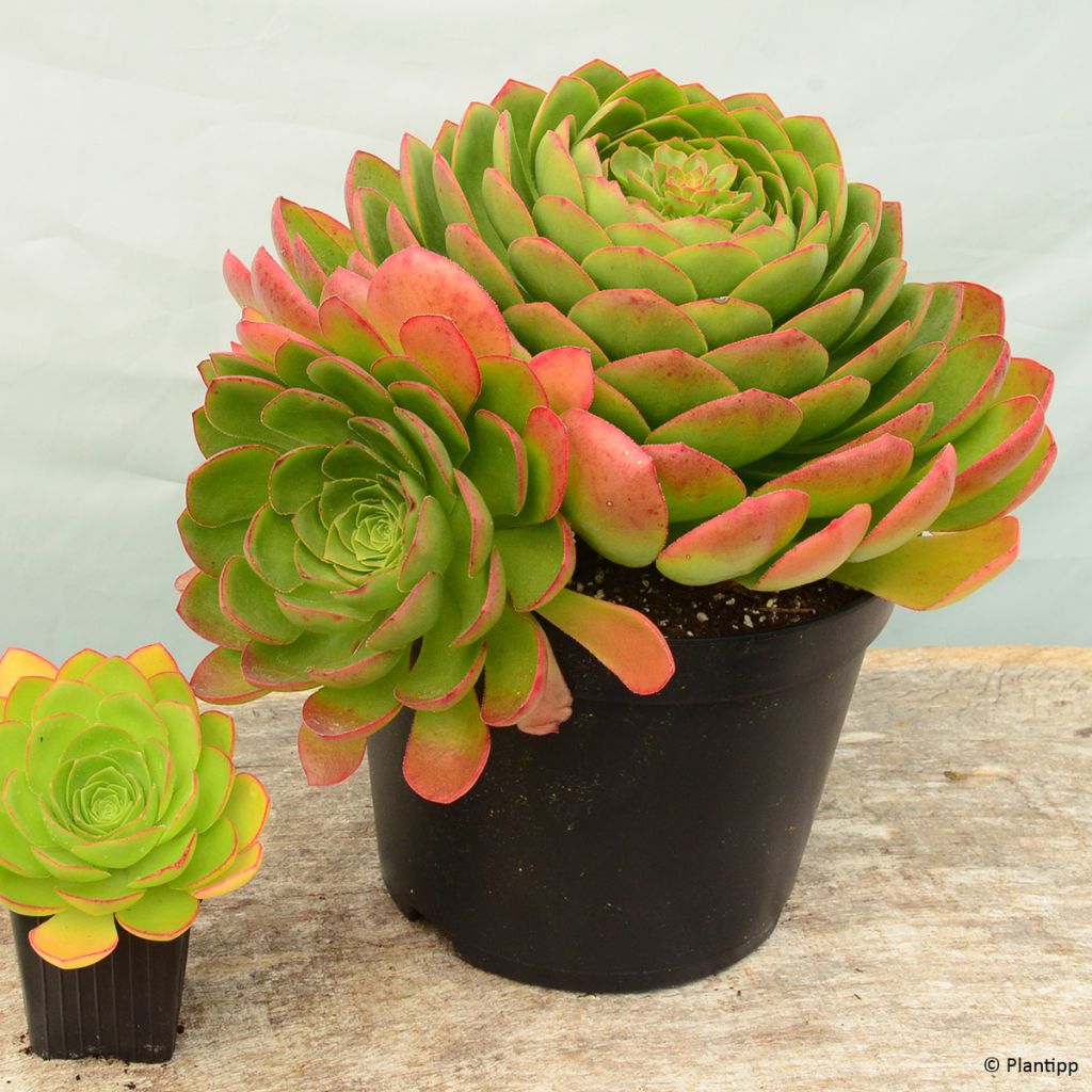 X Semponium Sempervivum x Aeonium Diamond