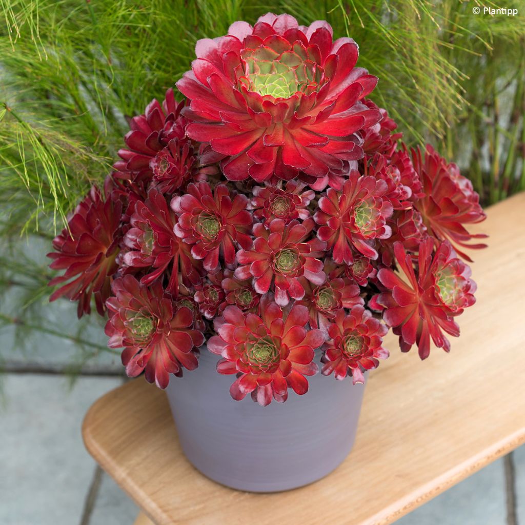 X Semponium Sempervivum x Aeonium Sienna