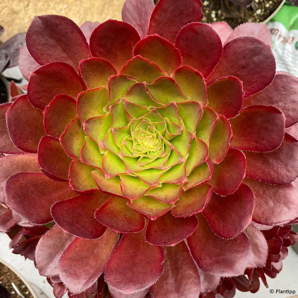X Semponium Sempervivum x Aeonium Sienna