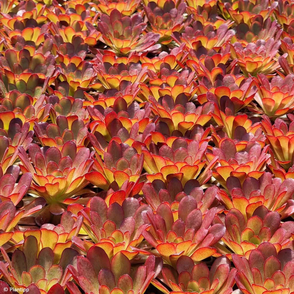 X Semponium Sempervivum x Aeonium Sienna