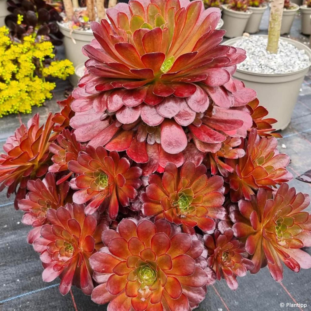 X Semponium Sempervivum x Aeonium Sienna