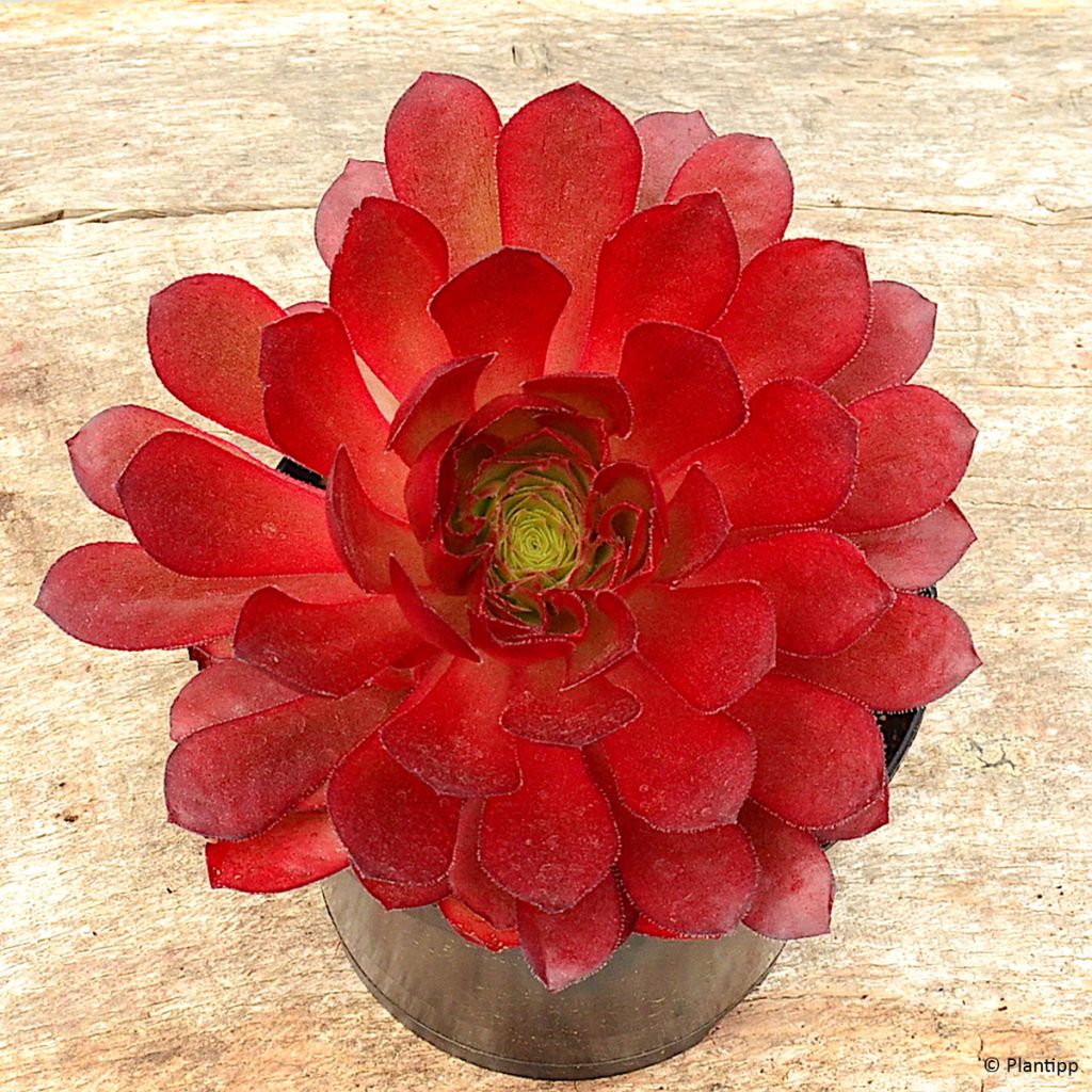 X Semponium Sempervivum x Aeonium Sienna