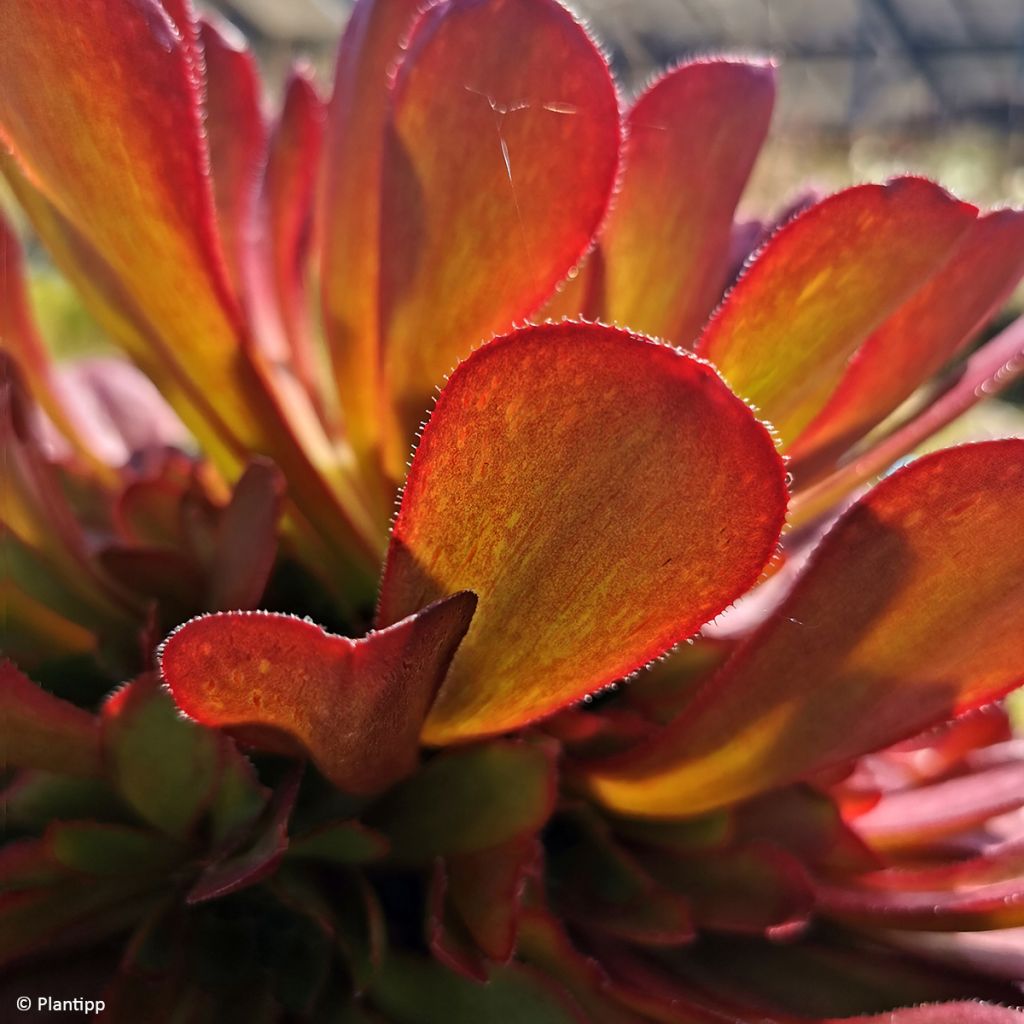 X Semponium Sempervivum x Aeonium Sienna
