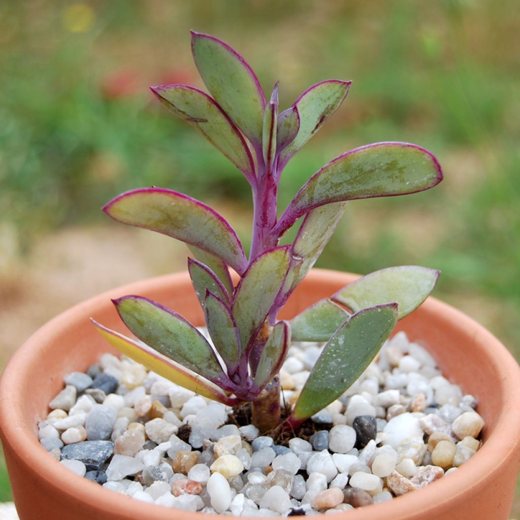 Villako - Senecio crassissimus