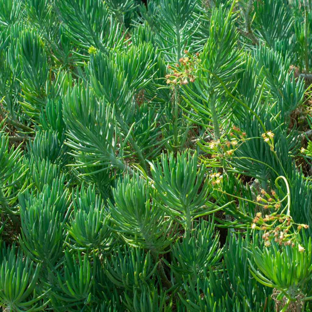 Villako - Senecio cylindricus