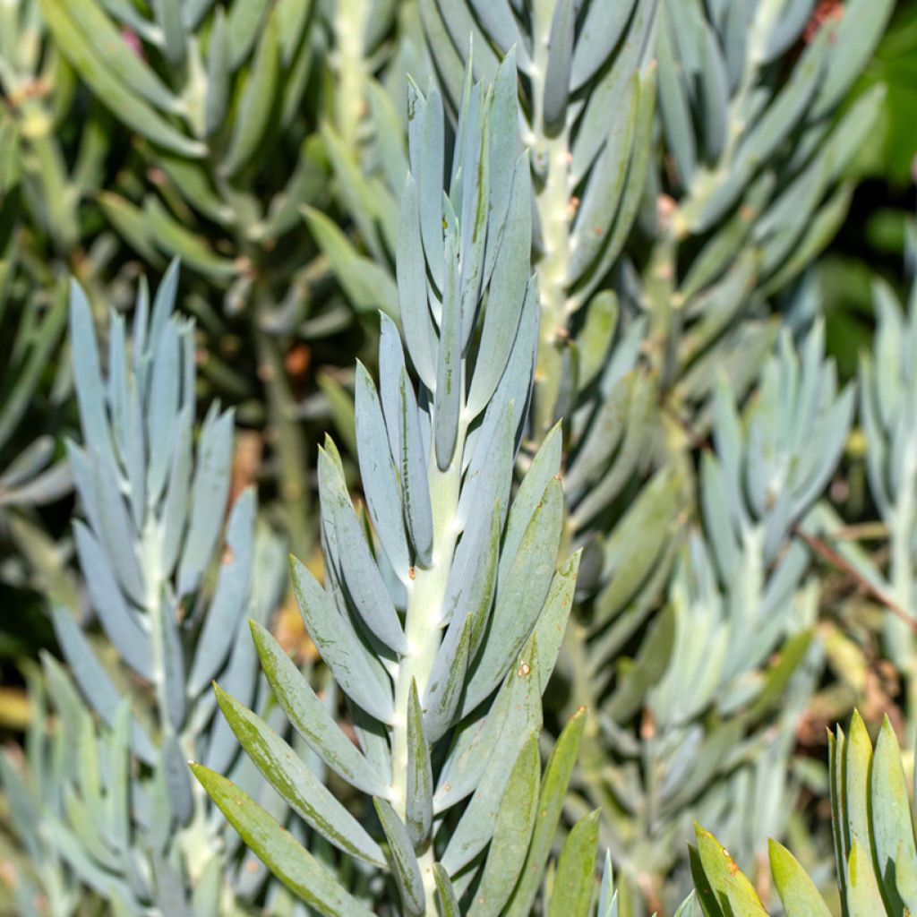 Villako - Senecio ficoides