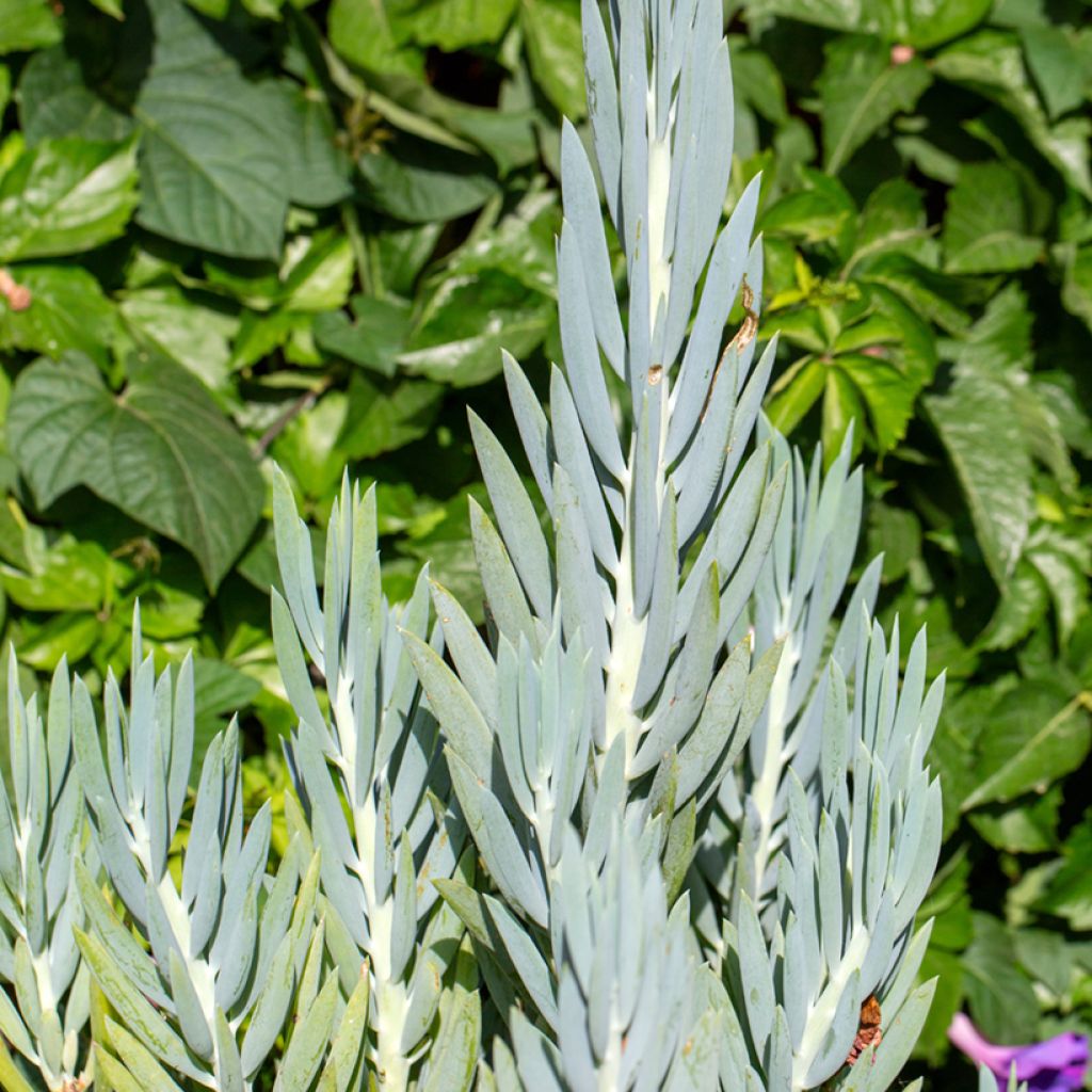 Villako - Senecio ficoides