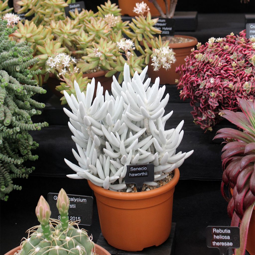 Villako - Senecio hawortii