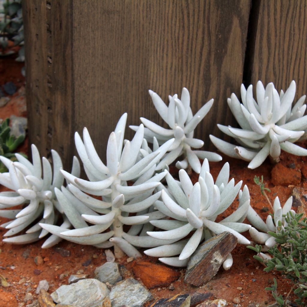 Villako - Senecio hawortii