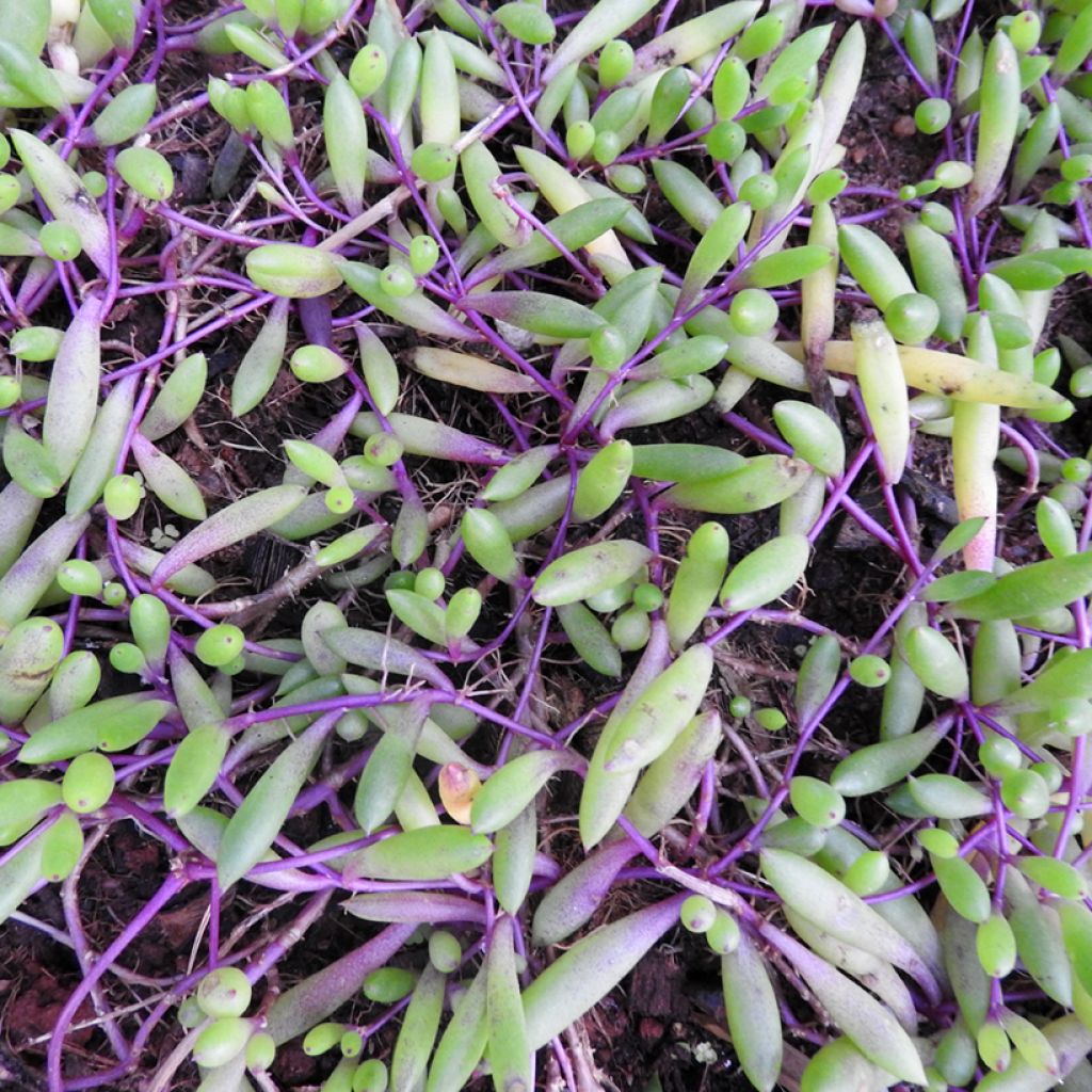 Hernevillakko Purple Flush