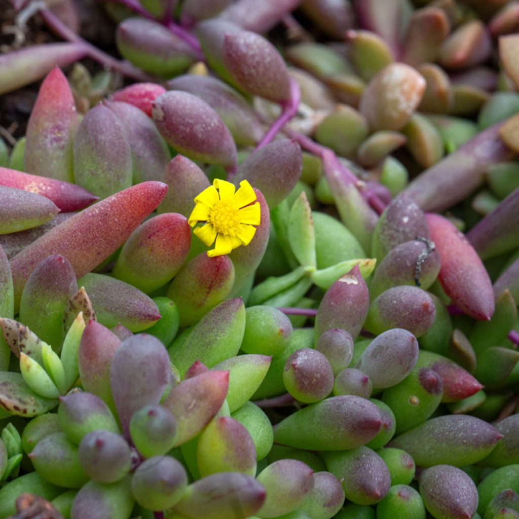 Hernevillakko Purple Flush