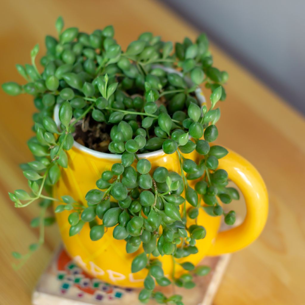 Hernevillakko - Senecio herreianus