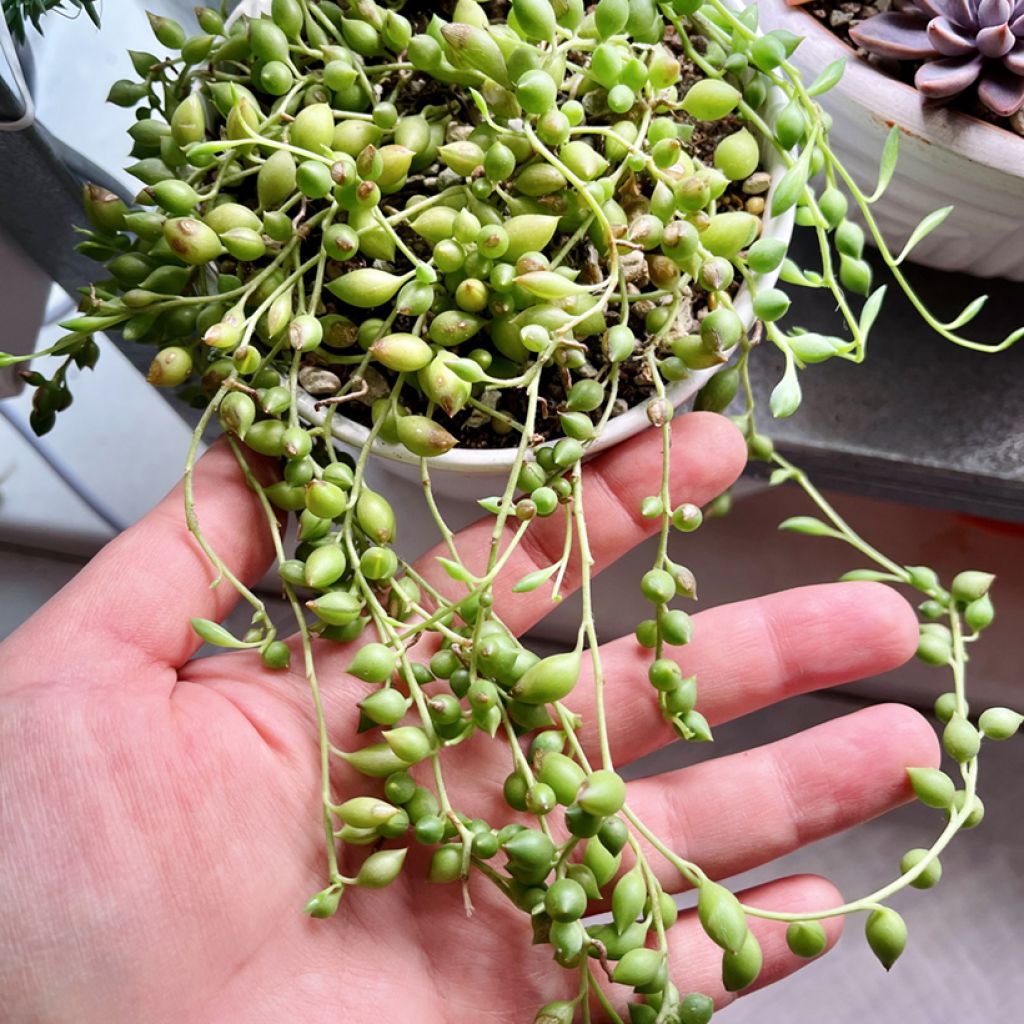 Hernevillakko - Senecio herreianus