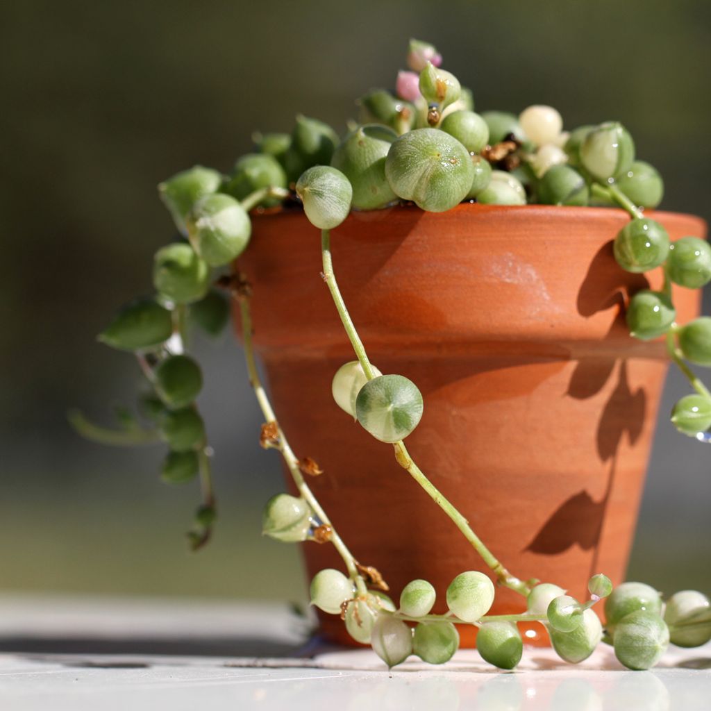 Helmivillakko Variegata