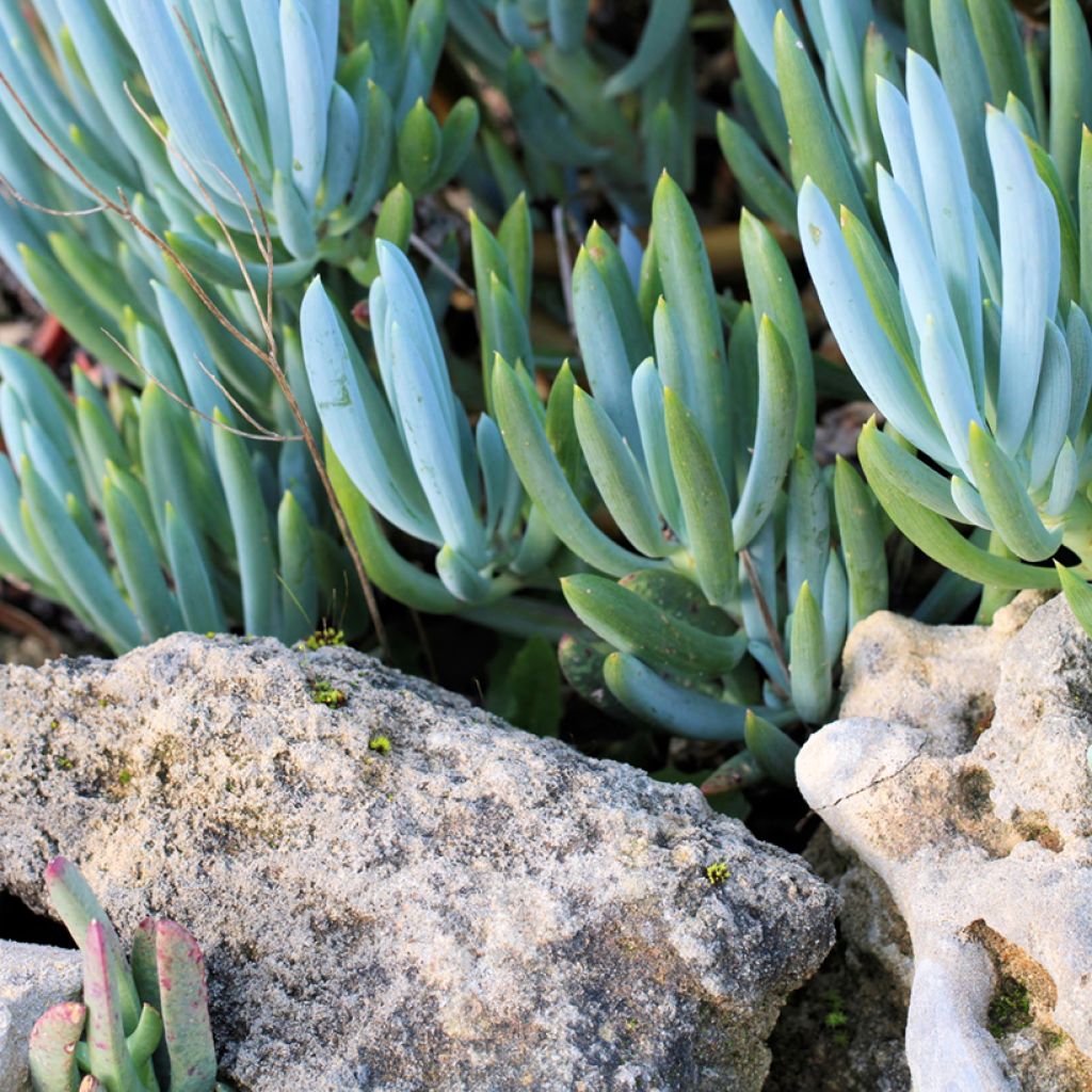 Villako Dwarf Blue