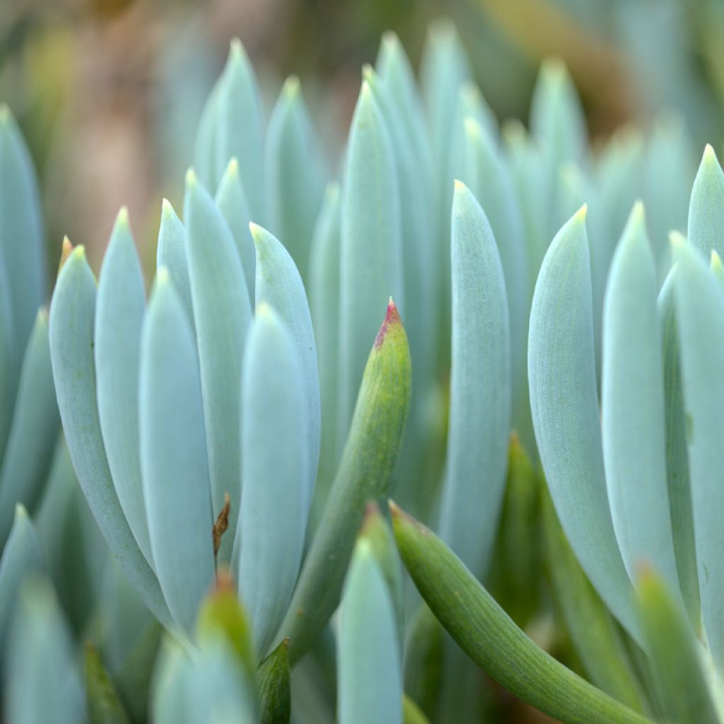 Villako Dwarf Blue