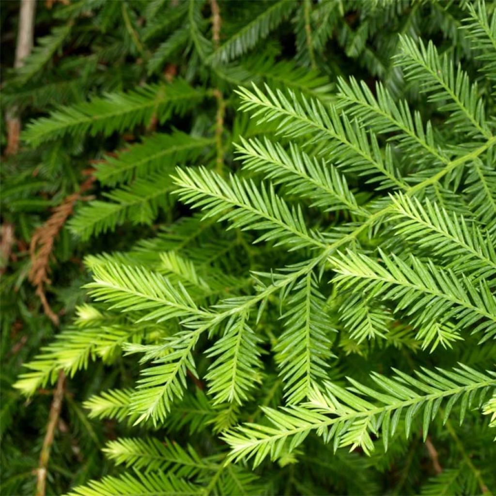 Jättiläispunapuu - Sequoia sempervirens