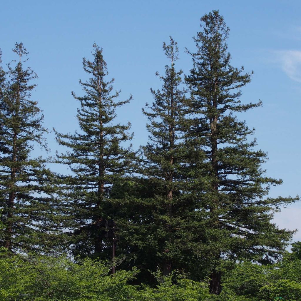 Jättiläispunapuu - Sequoia sempervirens