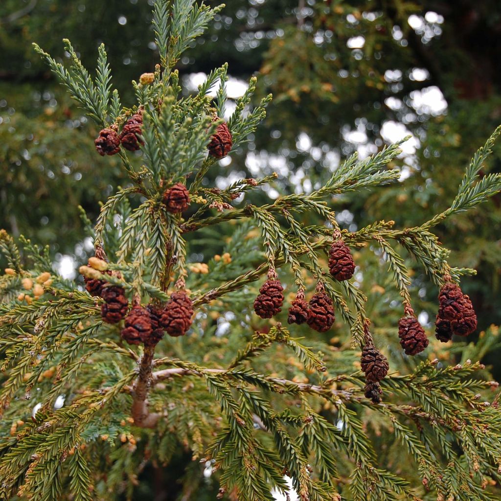 Jättiläispunapuu - Sequoia sempervirens