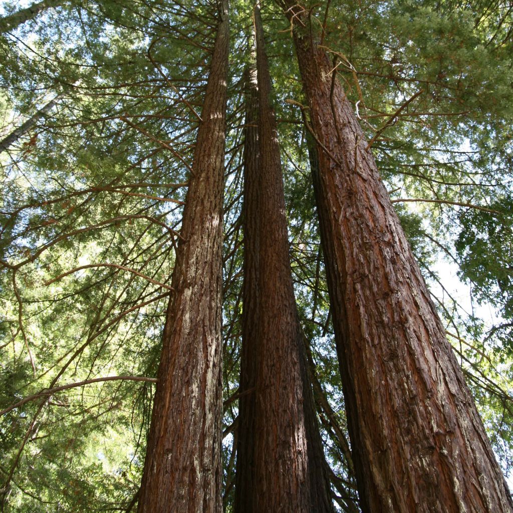 Jättiläispunapuu - Sequoia sempervirens