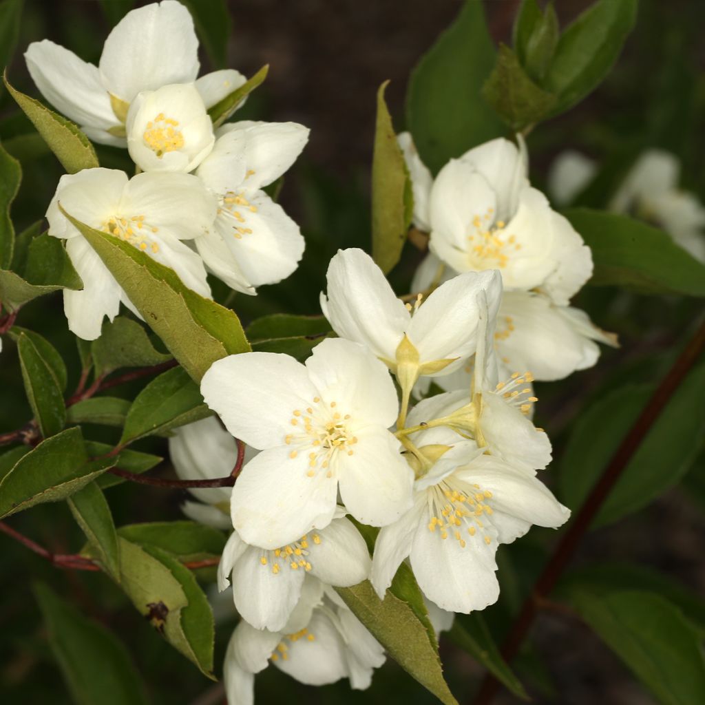 Jasmike - Philadelphus pekinensis
