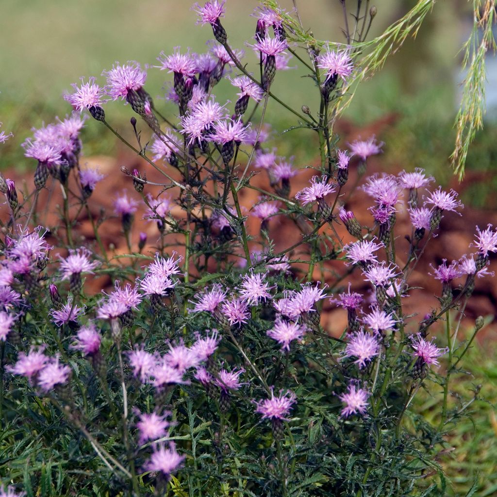 Liuskalääte - Serratula tinctoria subsp. seoanei