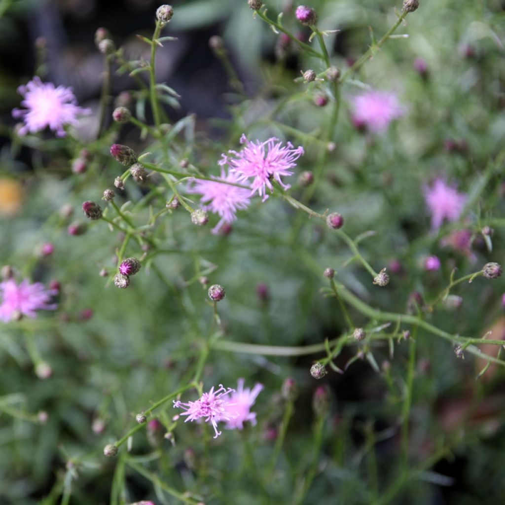 Liuskalääte - Serratula tinctoria subsp. seoanei
