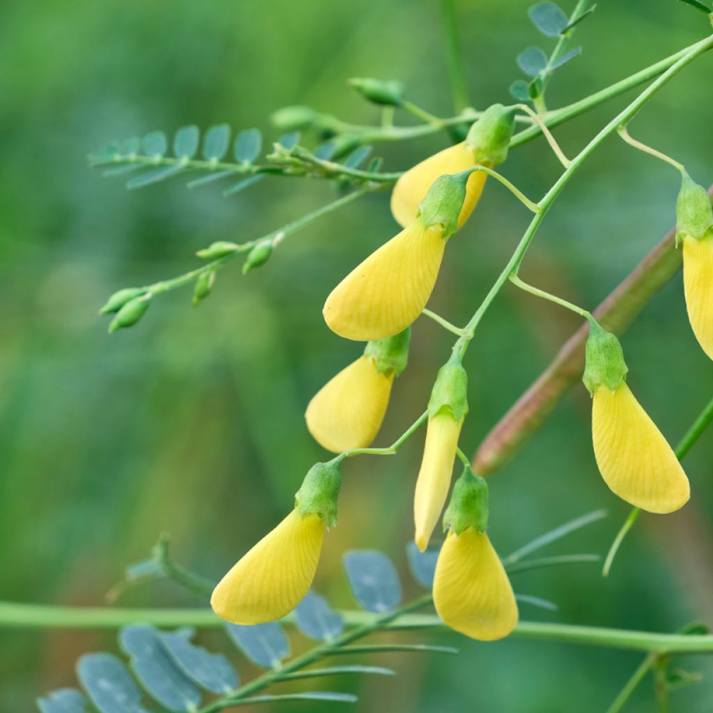 Kolibrinpavu - Sesbania javanica