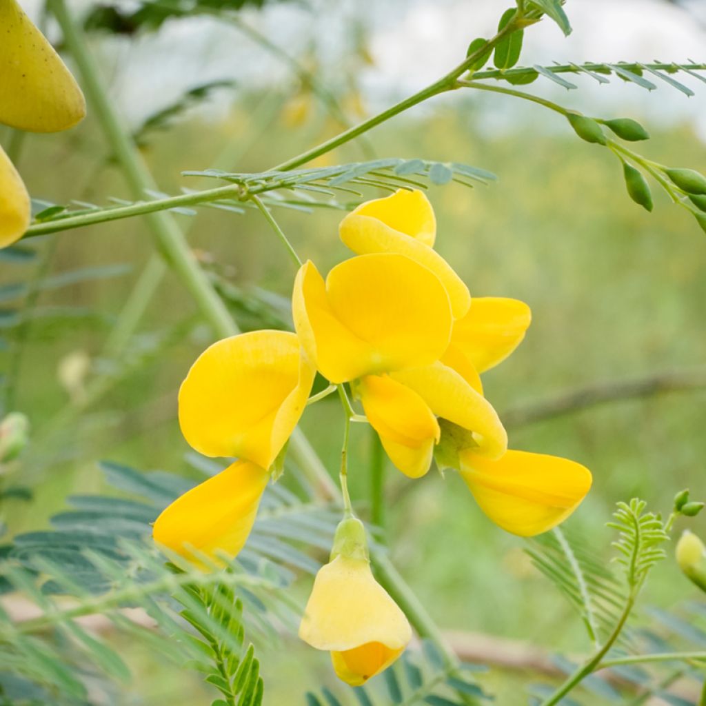 Kolibrinpavu - Sesbania javanica