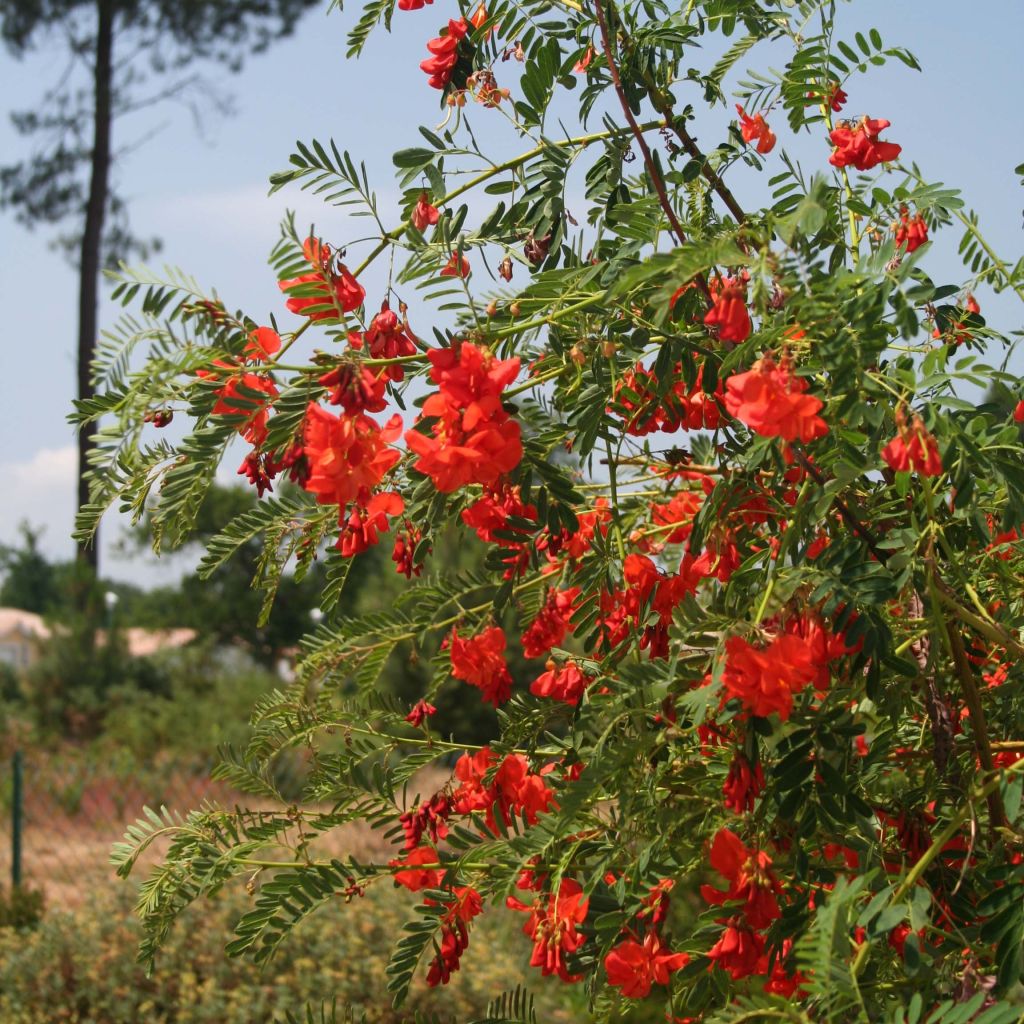 Kolibrinpavu - Sesbania punicea