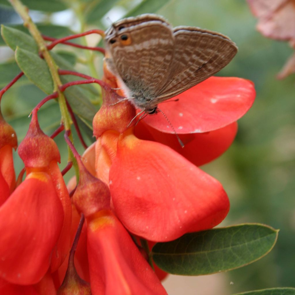 Kolibrinpavu - Sesbania punicea