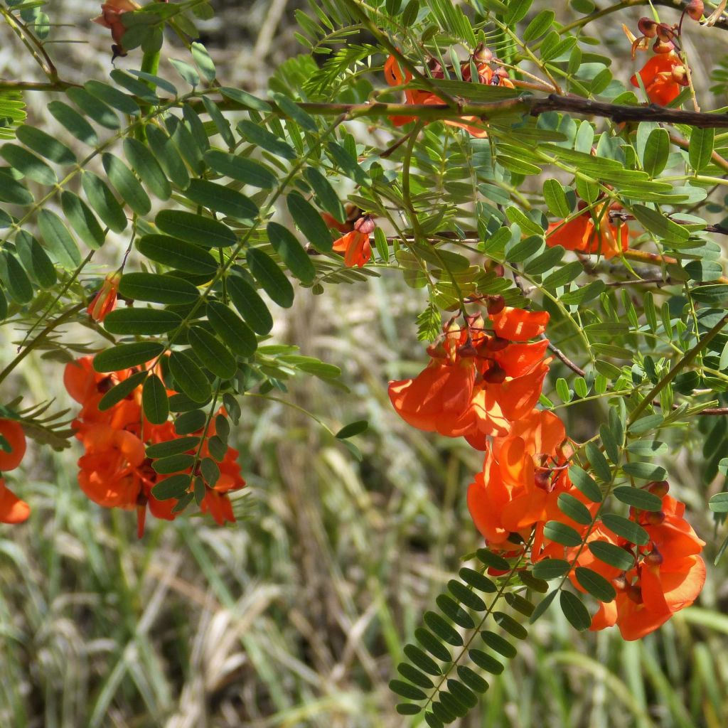 Kolibrinpavu - Sesbania punicea