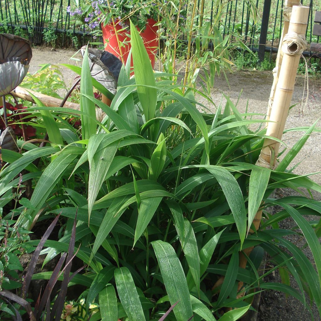Nuokkupantaheinä - Setaria palmifolia