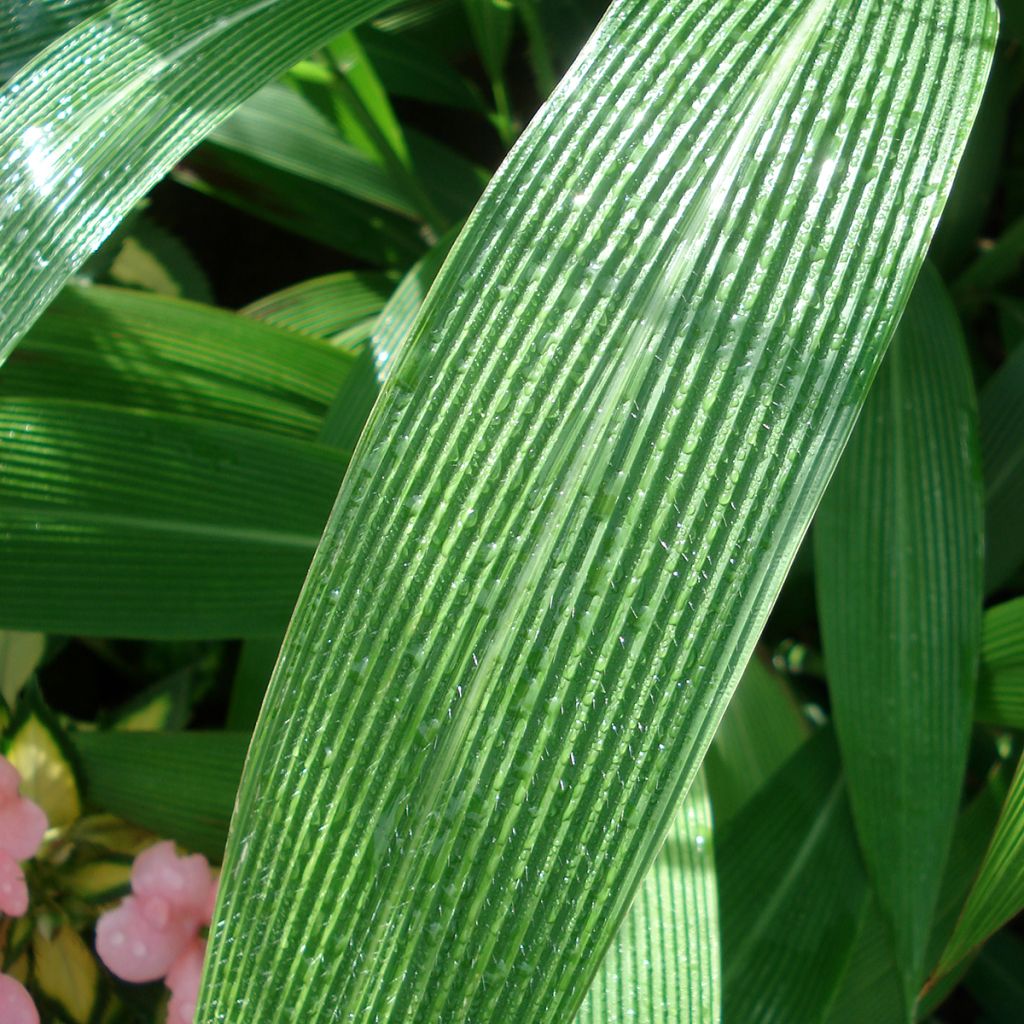 Nuokkupantaheinä - Setaria palmifolia