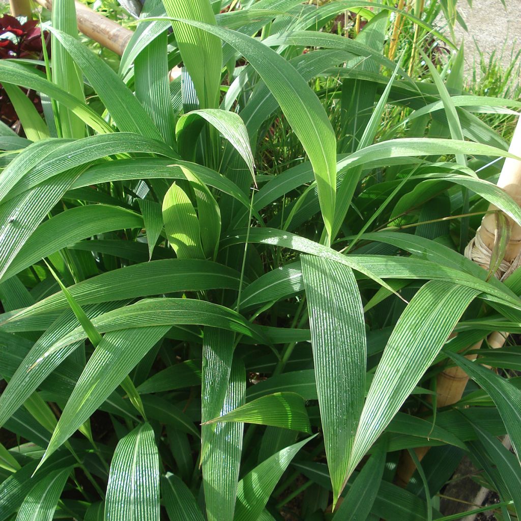 Nuokkupantaheinä - Setaria palmifolia