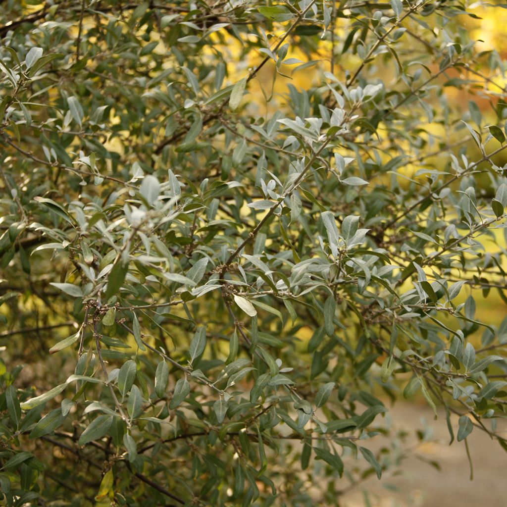 Hopeapuhvelinmarja - Shepherdia argentea