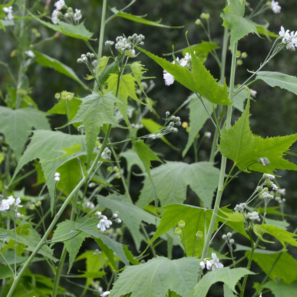 Sormisiida - Sida hermaphrodita