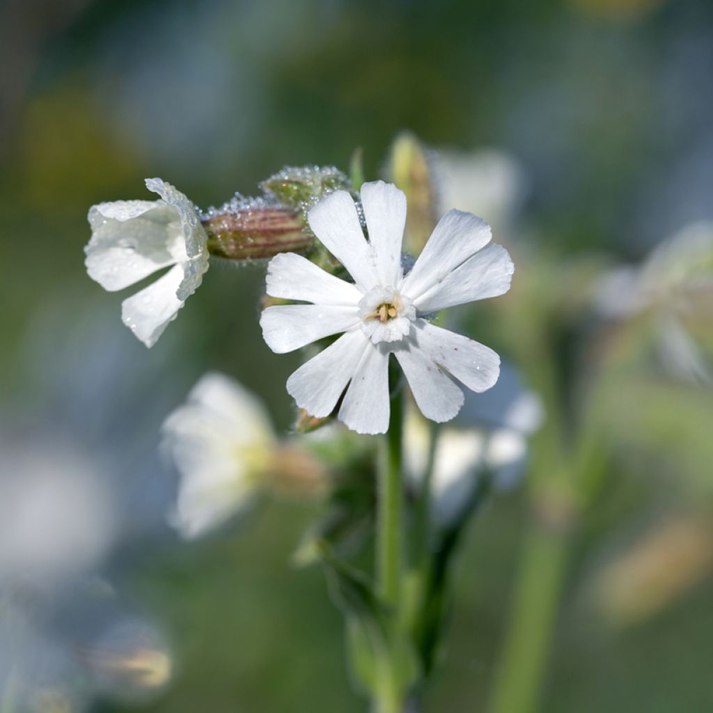 Valkoailakki - Silene latifolia subsp. alba