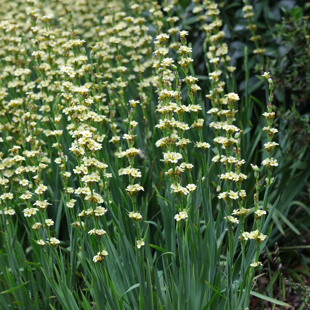 Juovasilmiö - Sisyrinchium striatum