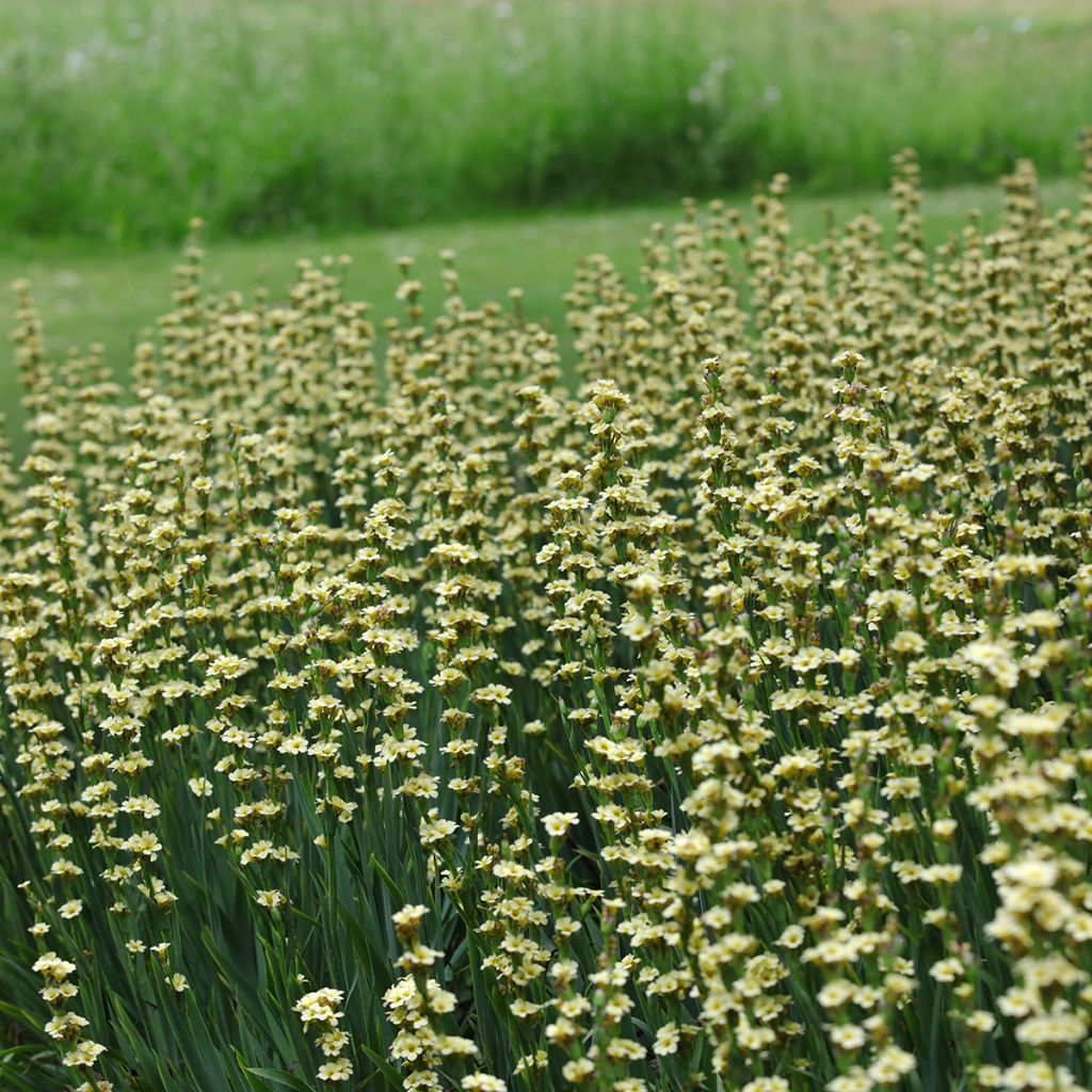 Juovasilmiö - Sisyrinchium striatum