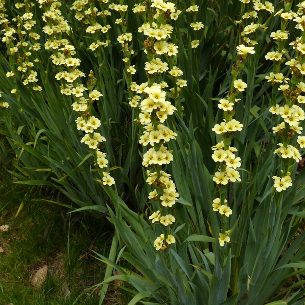 Juovasilmiö - Sisyrinchium striatum
