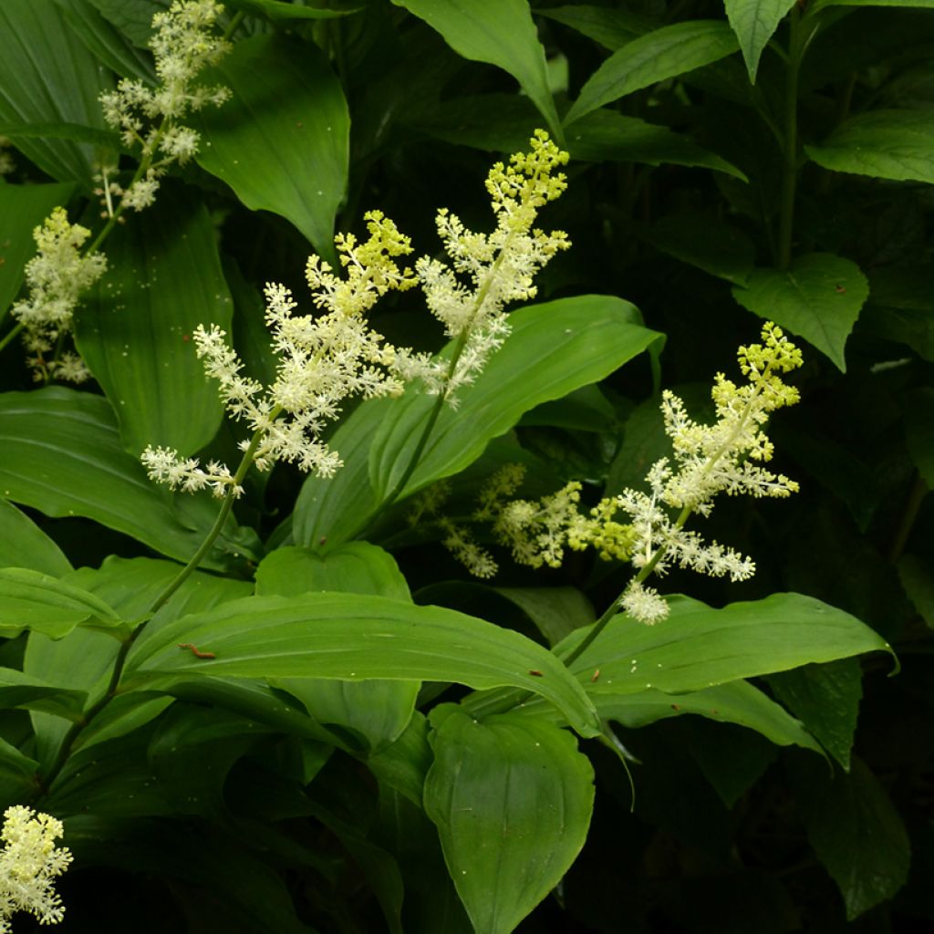 Tertturotkokielo - Smilacina racemosum