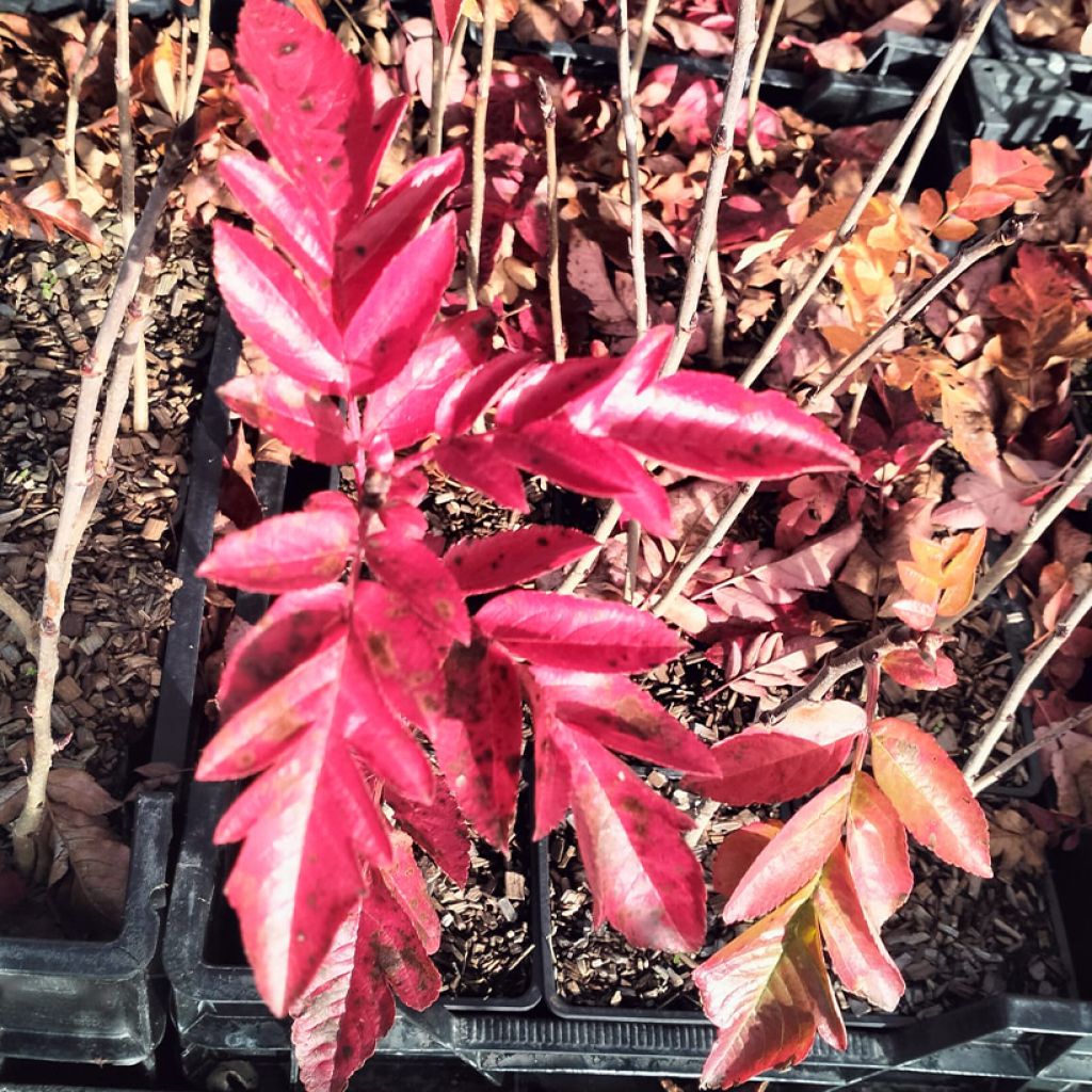 Marjapihlonia Burka